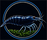 Bubba's Aquatics